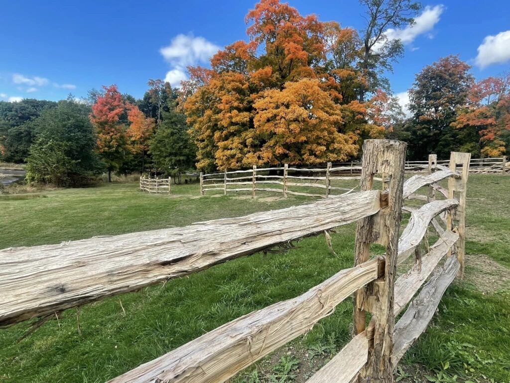 Beautiful fall color behind our fencing at Philipsburg Manor in Sleepy Hollow